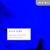 Diverse: Blue Bird